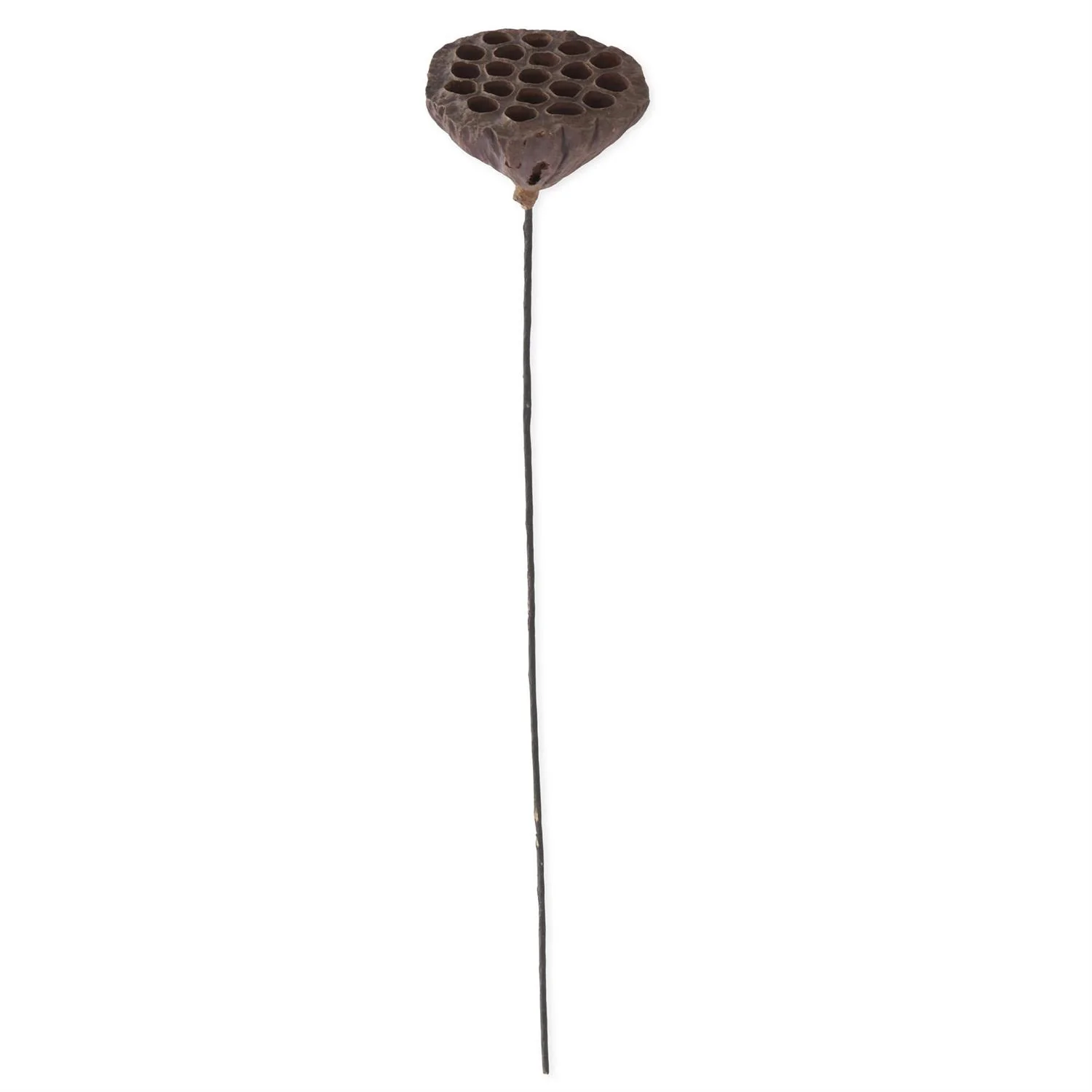 Brown Lotus 21" Seedpod