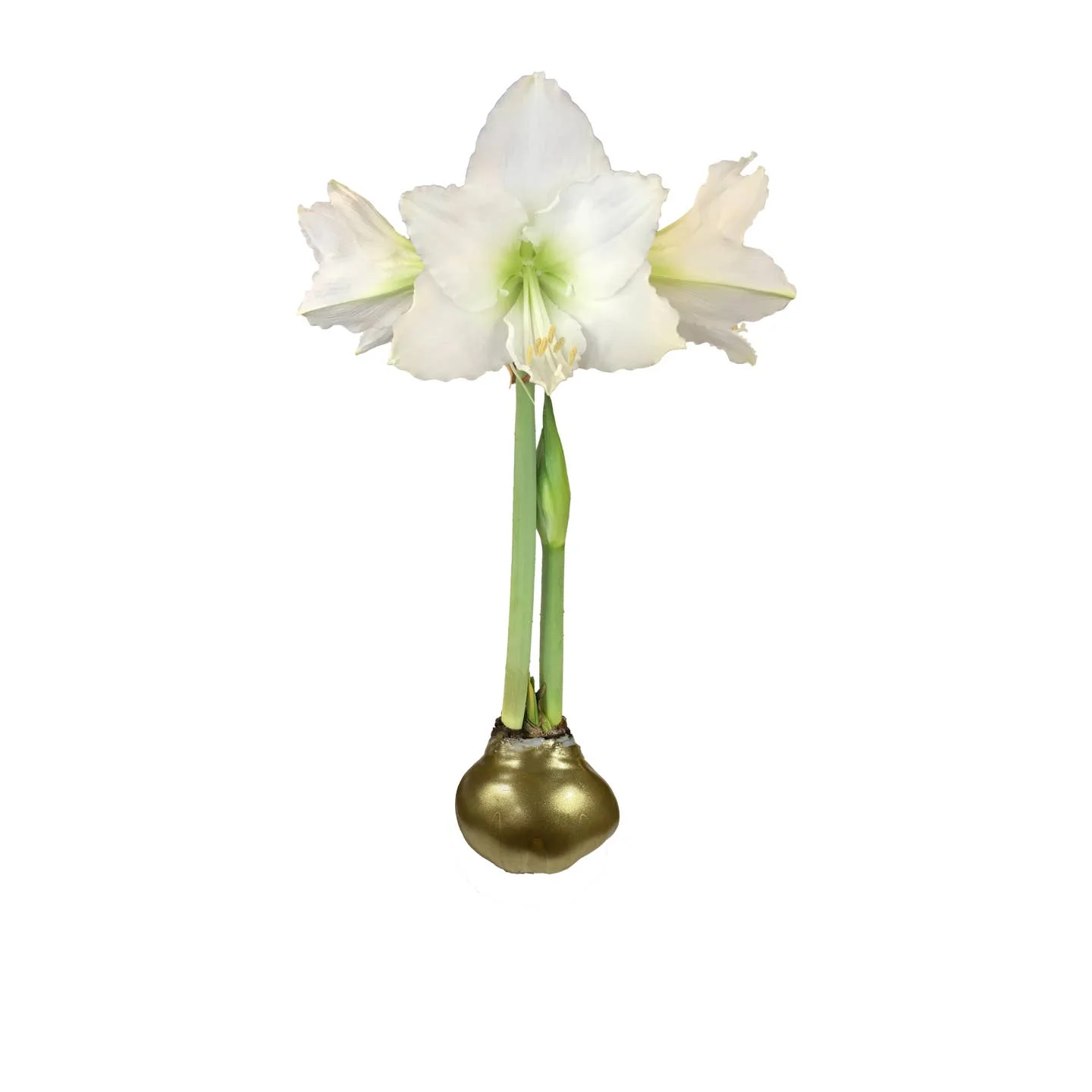 Let 'Em Bloom Amarylis Bulb - Image 2